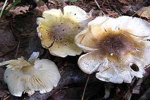 Sägeblättriger Ritterling, Foto 1