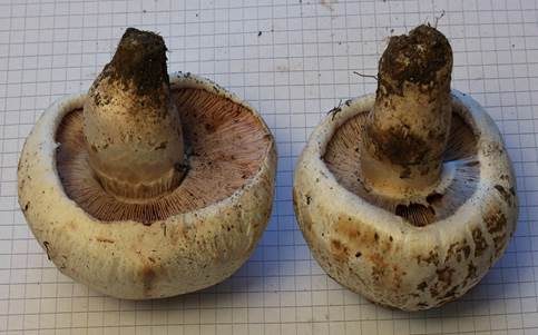Salzwiesenchampignon, Foto 2