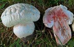 Salzwiesenchampignon, Foto 14