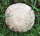 Salzwiesenchampignon, Foto 16