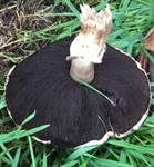 Salzwiesenchampignon, Foto 18