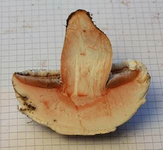 Salzwiesenchampignon, Foto 4