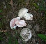 Salzwiesenchampignon, Foto 22