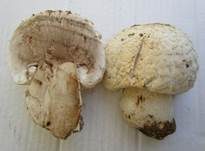 Salzwiesenchampignon, Foto 26