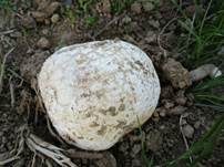 Salzwiesenchampignon, Foto 28