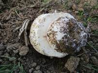 Salzwiesenchampignon, Foto 30
