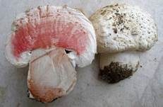 Salzwiesenchampignon, Foto 32