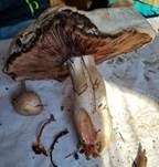 Salzwiesenchampignon, Foto 36