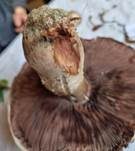 Salzwiesenchampignon, Foto 39