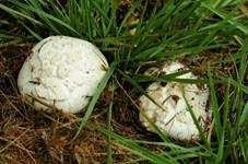 Salzwiesenchampignon, Foto 7