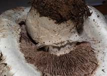 Salzwiesenchampignon, Foto 9