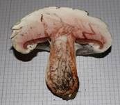 Salzwiesenchampignon, Foto 10
