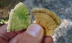 Samtiger Schichtpilz, Foto 15