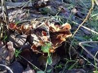 Samtiger Schichtpilz, Foto 18
