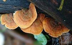 Samtiger Schichtpilz, Foto 9