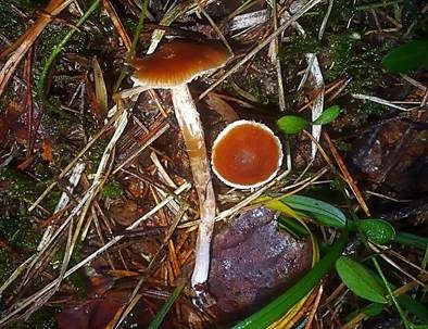 Samtiger Wasserkopf, Foto 2