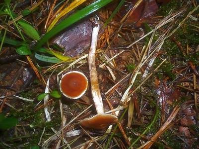 Samtiger Wasserkopf, Foto 5