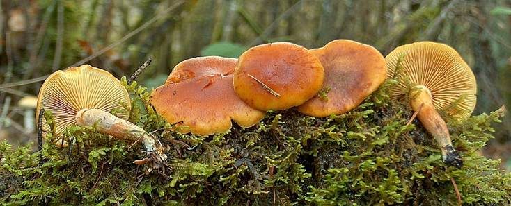 Samtschuppiger Tannenflämmling, Foto 3