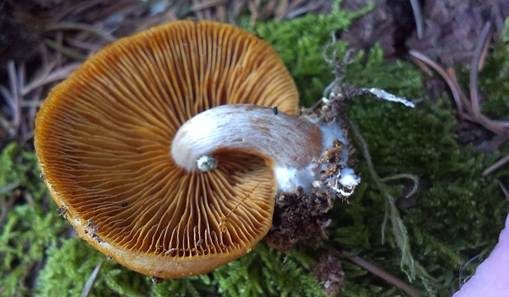 Samtschuppiger Tannenflämmling, Foto 4