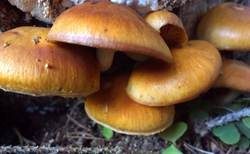Samtschuppiger Tannenflämmling, Foto 26