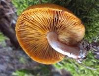 Samtschuppiger Tannenflämmling, Foto 28