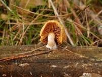 Samtschuppiger Tannenflämmling, Foto 37