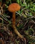 Samtschuppiger Tannenflämmling, Foto 8