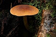 Samtschuppiger Tannenflämmling, Foto 9