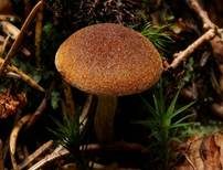 Samtschuppiger Tannenflämmling, Foto 10
