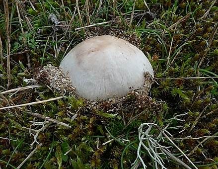 Sand-Egerling, Foto 3