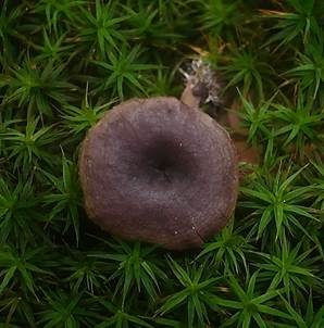 Sandtellerling, Foto 5