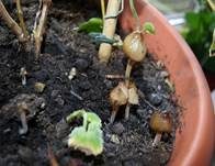 Säuerlichschmeckender Glockenschüppling, Foto 13