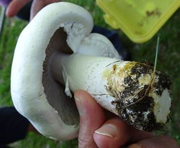 Schafchampignon, Foto 3