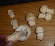Schafchampignon, Foto 27