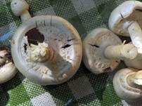 Schafchampignon, Foto 34