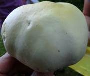 Schafchampignon, Foto 11