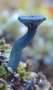 Blaugrüner Adermoosling, Foto 5