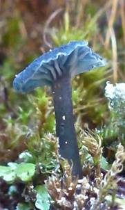 Blaugrüner Adermoosling, Foto 6