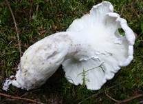 Schafporling, Foto 8