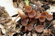 Scharbockskrautbecherling, Foto 6