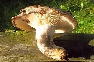 Scharfblättriger Schwärztäubling, Foto 1