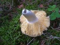 Scharfer Glanztäubling, Foto 5