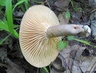 Scharfer Haselmilchling, Foto 7