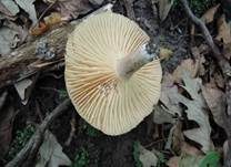 Scharfer Haselmilchling, Foto 10