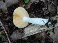 Scharfer Honigtäubling, Foto 9