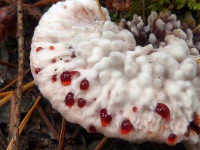 Scharfer Korkstacheling, Foto 2