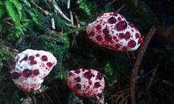 Scharfer Korkstacheling, Foto 15