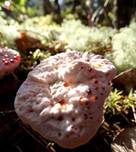 Scharfer Korkstacheling, Foto 9
