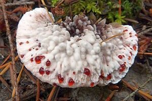 Scharfer Korkstacheling, Foto 1