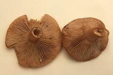 Scharfer Schwefelmilchling, Foto 12